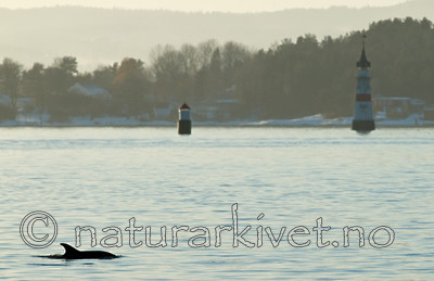 BB 11 0016 / Delphinus delphis / Gulflankedelfin